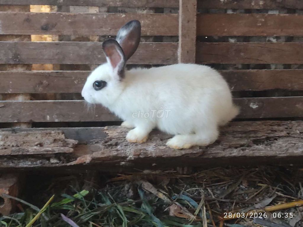 Thỏ con khỏe mạnh. Mua bán Thú cưng khác tại Huyện Ea Kar Đắk Lắk được đăng bởi thắng hình 1