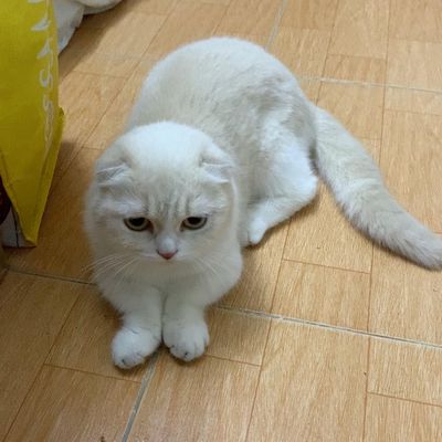mèo Tai cụp ,  chân ngắn