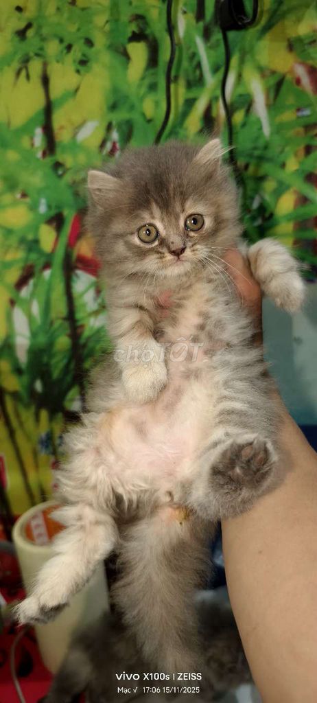 Mèo Ba Tư lai ALN nhiều màu. Mua bán Mèo tại Thành phố Bắc Ninh Bắc Ninh được đăng bởi HVM hình 3