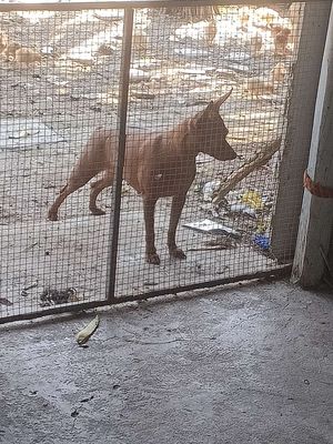 Chó phốc hưu cái màu đỏ lửa