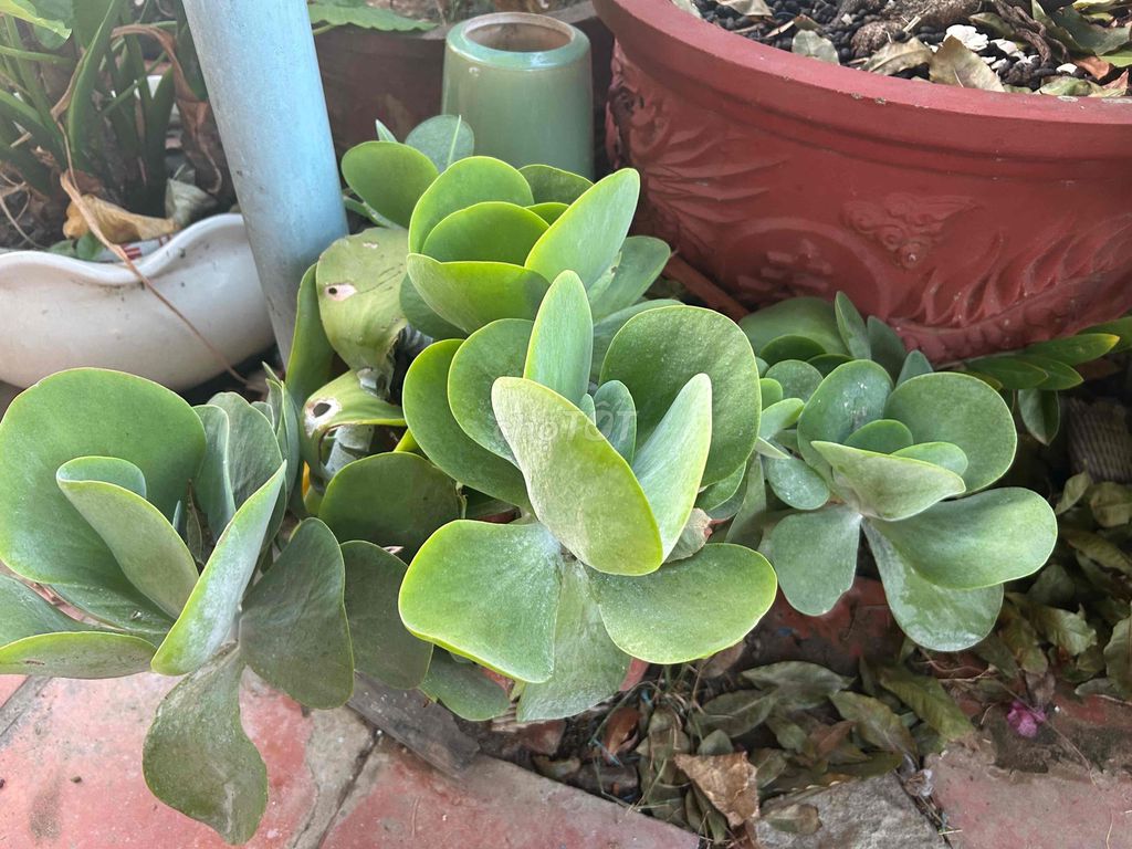 Cây cảnh Cánh bướm đại cổ thụ. Mua bán Cây cảnh, đồ trang trí tại Thành phố Phan Rang-Tháp Chàm Ninh Thuận được đăng bởi Nguyễn Hùng hình 1