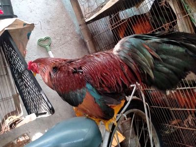 Nòi đẽn 1kg8. Mua bán Gà tại Quận 8 Tp Hồ Chí Minh được đăng bởi đại 