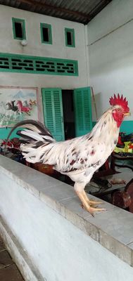 Gà trống 3.5kg Trắng đốm - 134848271