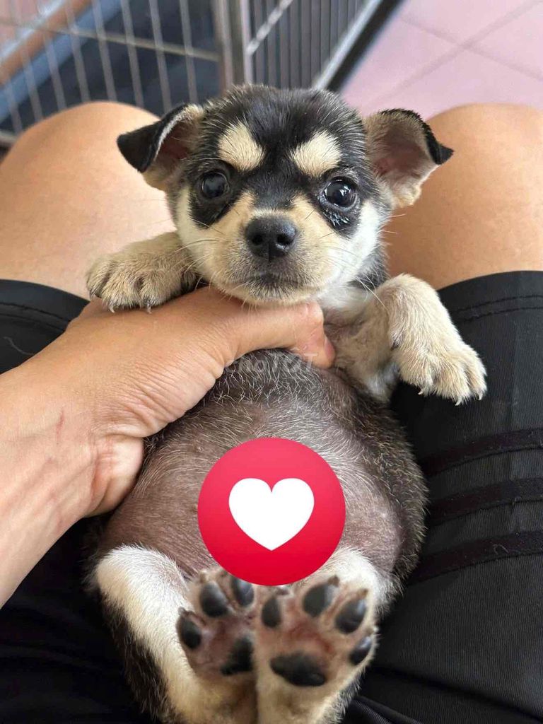 Chó ta Đa sắc. Mua bán Chó tại Huyện Bình Chánh Tp Hồ Chí Minh được đăng bởi Duong tu linh hình 1