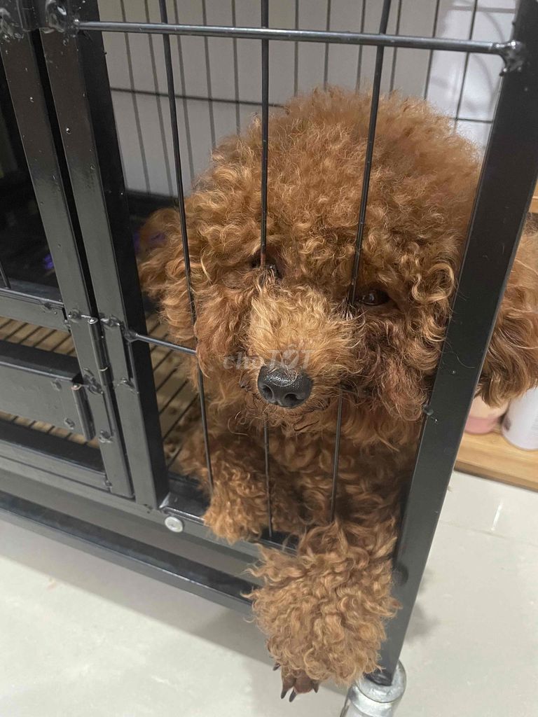 POODLE NÂU CÁI 1t