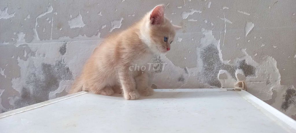 Bé đực aln