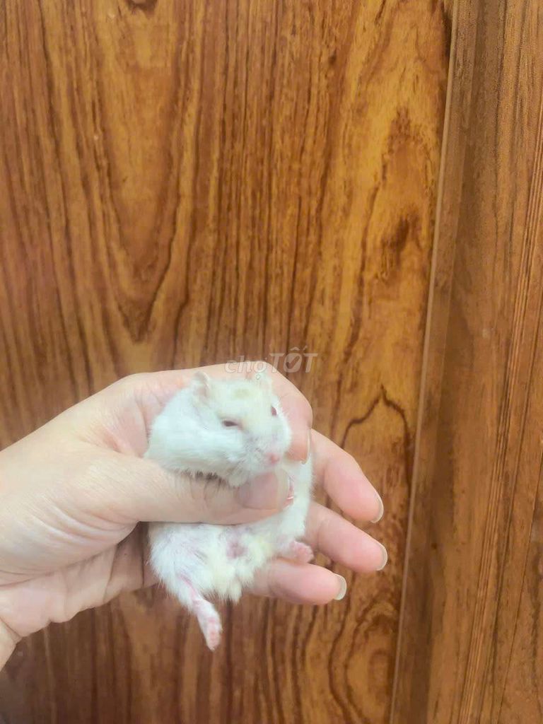 Chuột Hamster baby ăn khỏe, dễ nuôi.