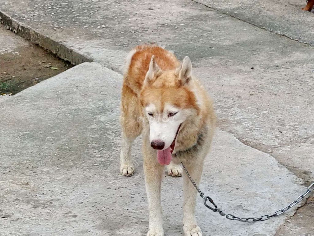 Chó Husky Đực Nâu.VT. Mua bán Chó tại Thành phố Vũng Tàu Bà Rịa - Vũng Tàu được đăng bởi Nhân Rottweiler  hình 1