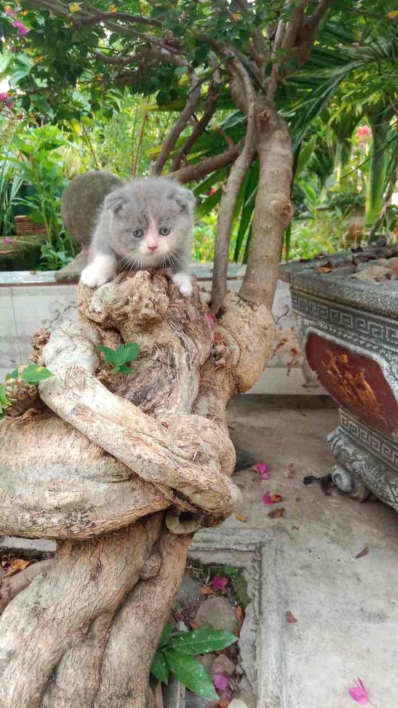 Mèo anh lông ngắn tai cụp cái không cọc. đón liền. Mua bán Mèo tại Quận 12 Tp Hồ Chí Minh được đăng bởi phạm thị hồng xuân hình 3