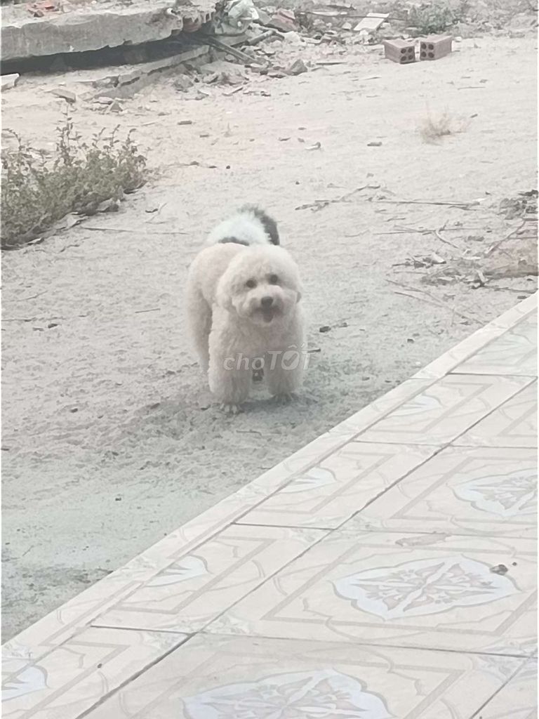 Poodle (Cái) Bò sữa xám. Mua bán Chó tại Huyện Chơn Thành Bình Phước được đăng bởi Phát hình 1