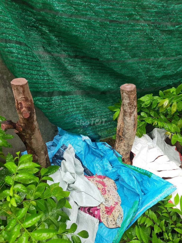 Mai phôi 12 cây 29cm chưa ghép. Mua bán Cây cảnh, đồ trang trí tại Quận Bình Thạnh Tp Hồ Chí Minh được đăng bởi Lê Quốc Tâm hình 1