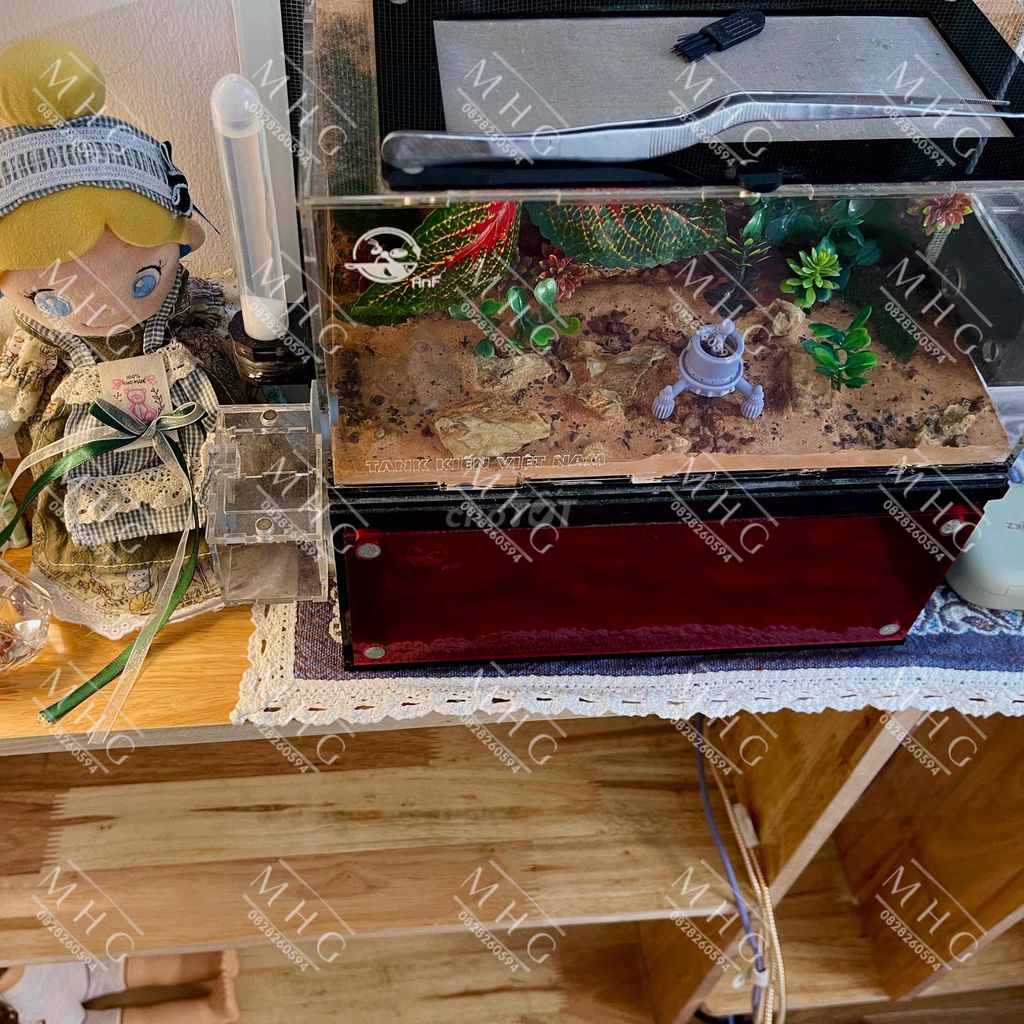 Thanh lý tank + kiến