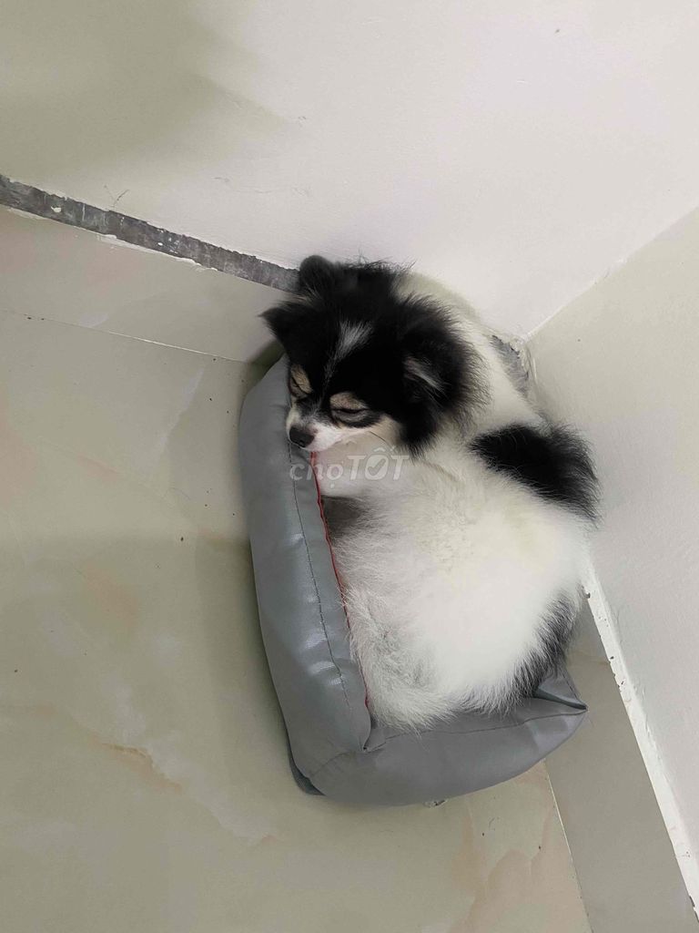 Cần bán em cún. Mua bán Chó tại Thành phố Vũng Tàu Bà Rịa - Vũng Tàu được đăng bởi Tên chưa cung cấp hình 2