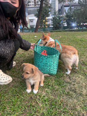 Chó Tứ túc mai hoa con màu Nâu