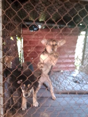 Có đàn chó ta đã hơn 4 tháng tuổi. Mua bán Chó tại Huyện An Dương Hải Phòng được đăng bởi Minh Hùng Nguyễn