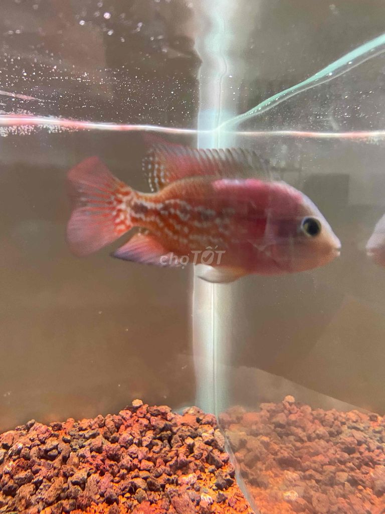 Cá cảnh Kamfa F0.5 đỏ HCM. Mua bán Thú cưng khác tại Quận 3 Tp Hồ Chí Minh được đăng bởi Gia Thiện  hình 1