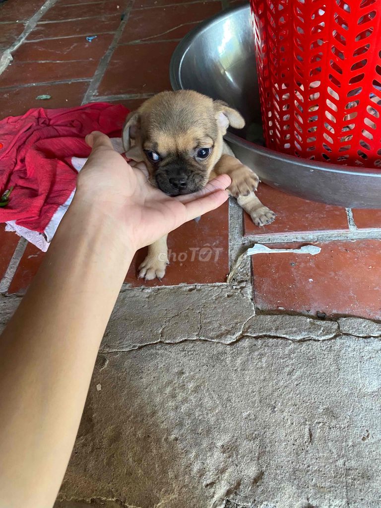 Chó cảnh 2 tháng tuổi. Mua bán Chó tại Quận Thốt Nốt Cần Thơ được đăng bởi Trinh Cao hình 1