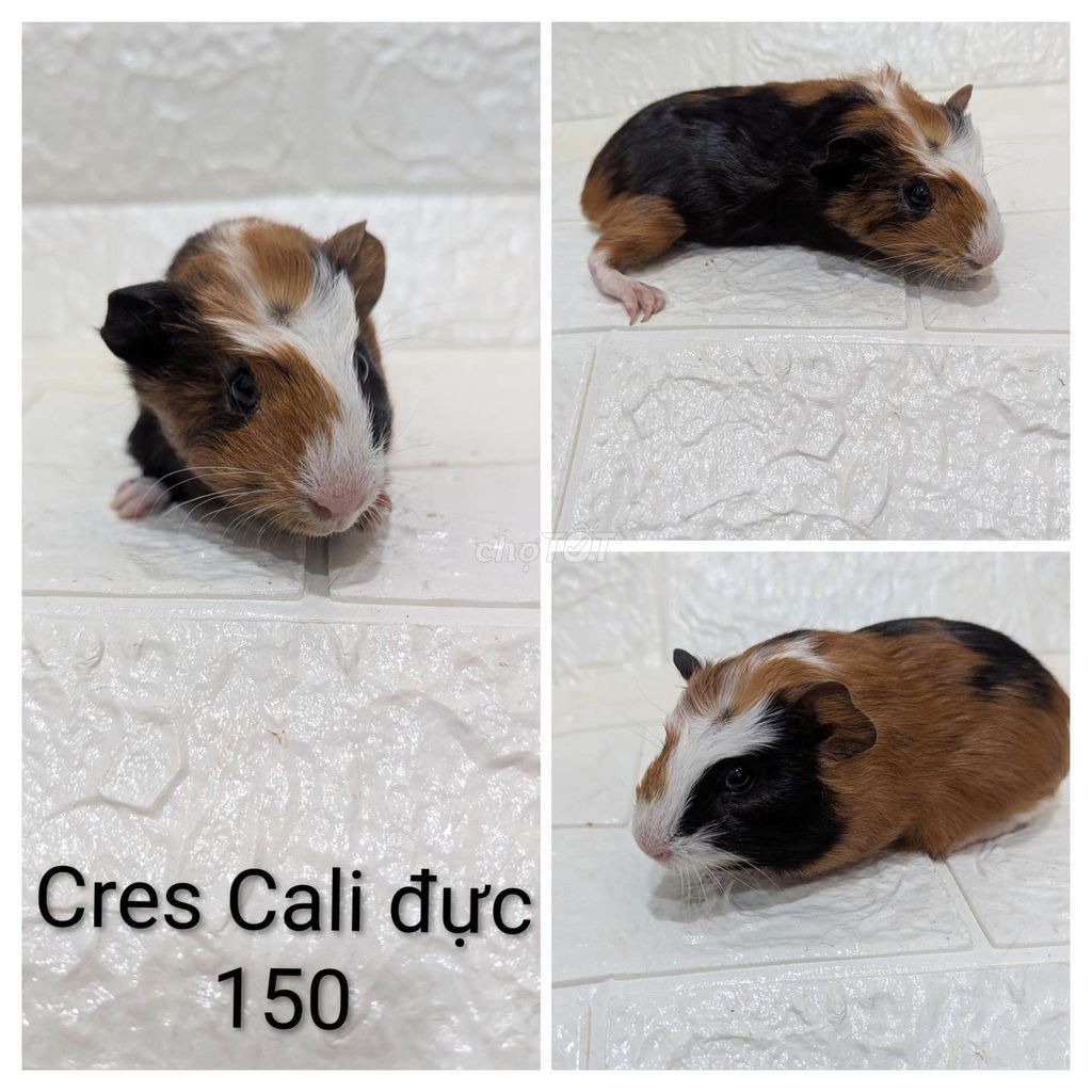 Bọ ú Crested Cali đực hơn 1 tháng. Mua bán Thú cưng khác tại Thành phố Thủ Đức Tp Hồ Chí Minh được đăng bởi GP hình 1