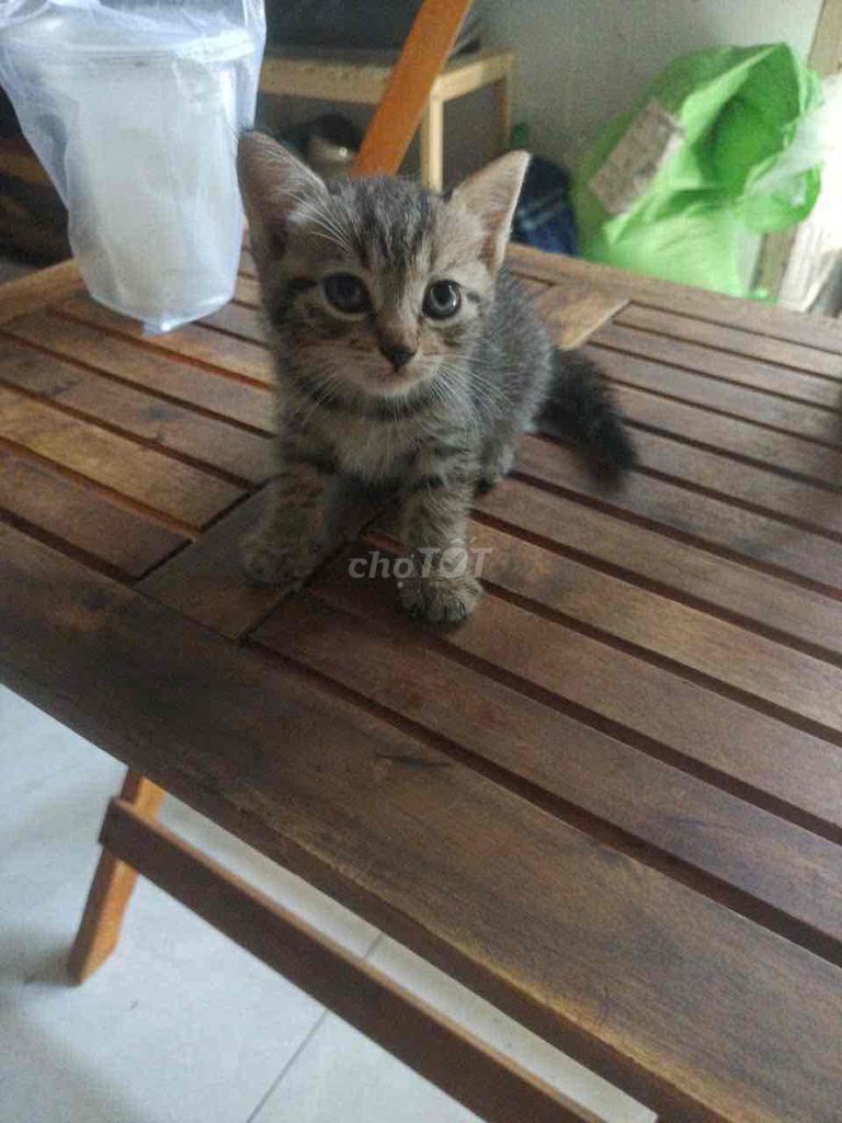 mèo a lai. Mua bán Mèo tại Thành phố Thủ Đức Tp Hồ Chí Minh được đăng bởi Quốc tới  hình 1