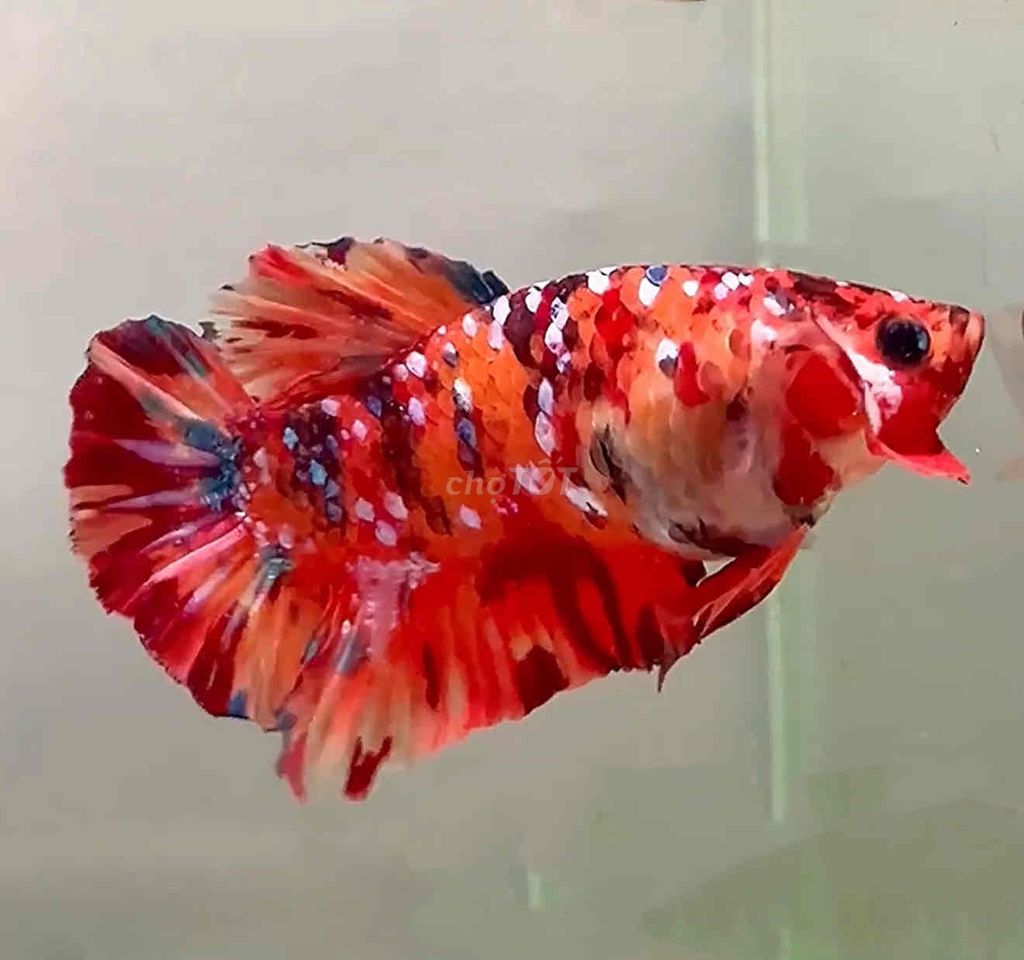 Thanh lý lại nhiều cá (lúa rẽ như cho)