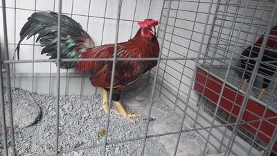 Cặp gà 1k6; 1k7. Mua bán Gà tại Huyện Hóc Môn Tp Hồ Chí Minh được đăng bởi Luong hoang nghia
