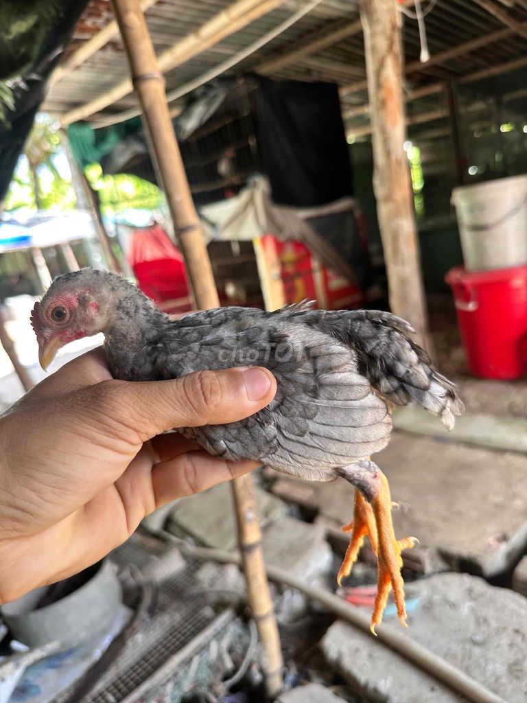 Gà tre Xám nuôi kiểng. Mua bán Gà tại Huyện Cần Giuộc Long An được đăng bởi Minh vương hình 1