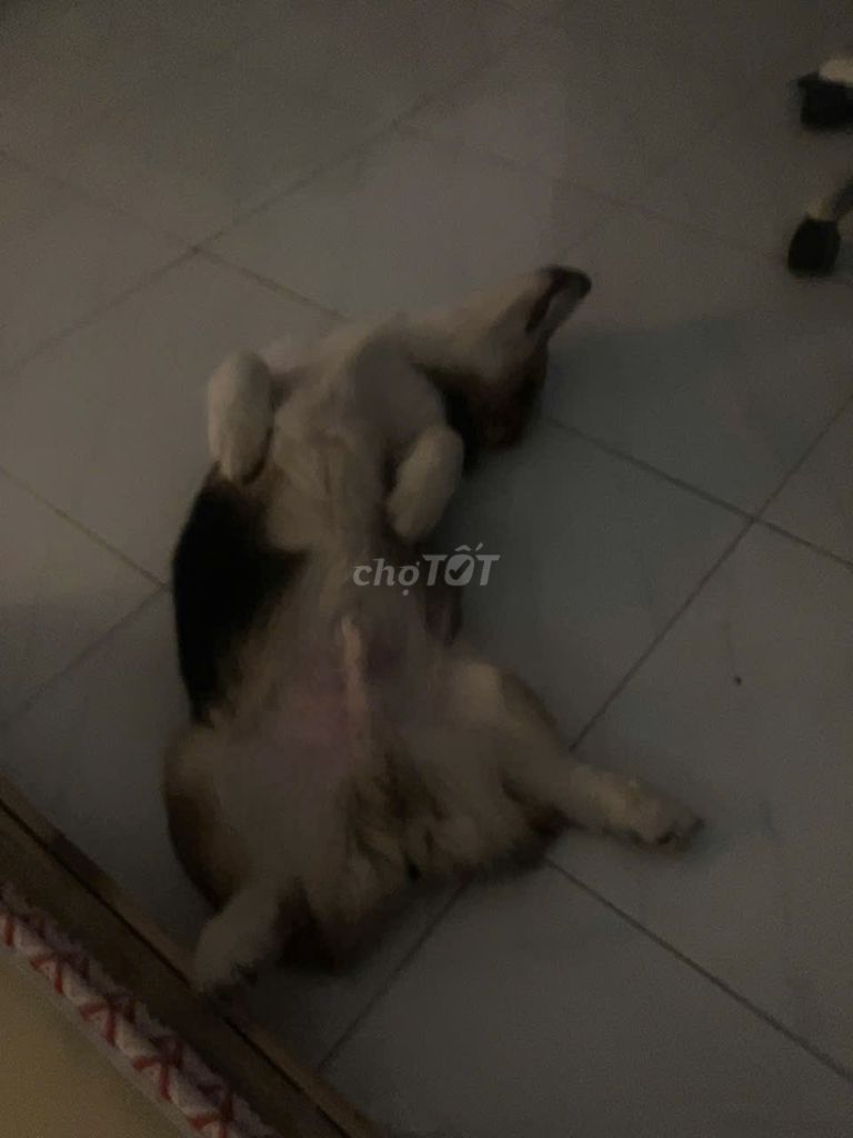 Chó Corgi 5 tháng tuổi. Mua bán Chó tại Quận 7 Tp Hồ Chí Minh được đăng bởi Gia Thành hình 1