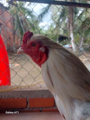 Gà tơ mới vô 3k4.. Mua bán Gà tại Huyện Mỏ Cày Nam Bến Tre được đăng bởi  Tuấn Bt