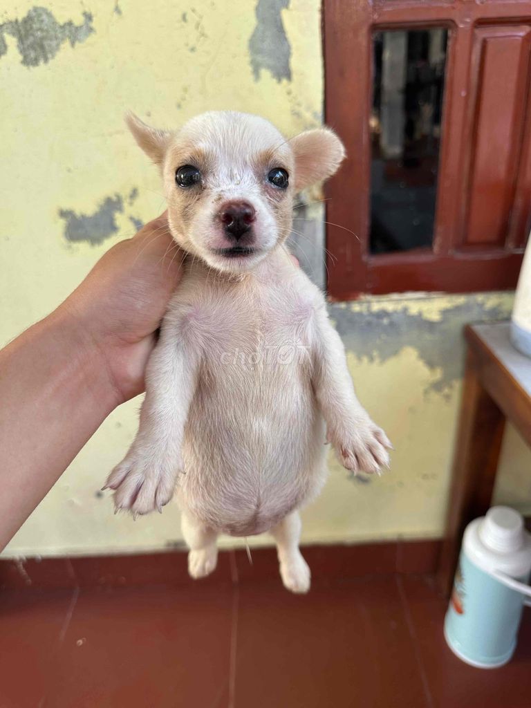 Tìm chủ yêu thương cho 2 bé cún Chihuahua lai trắn. Mua bán Chó tại Huyện Kiến Thuỵ Hải Phòng được đăng bởi Pham Quang Đai hình 1