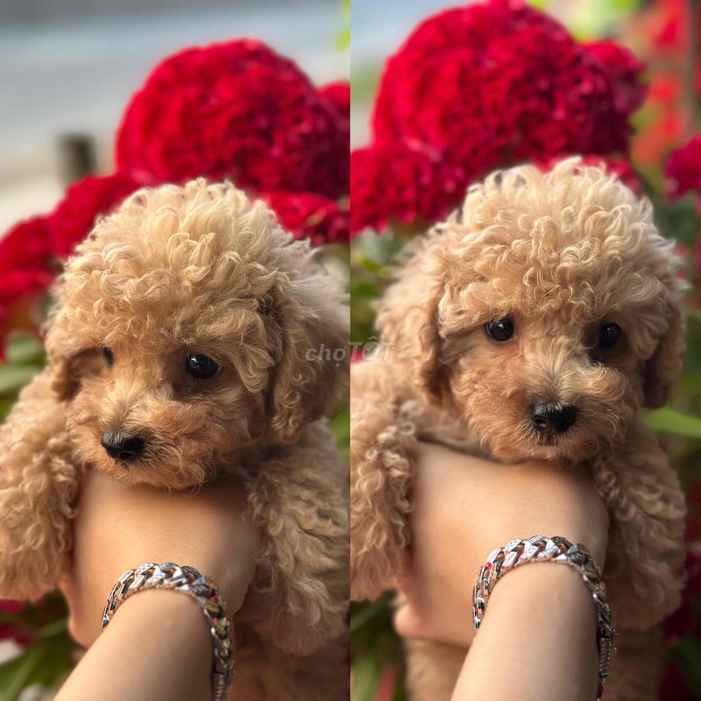 Chó Poodle đực cái. Mua bán Chó tại Thành phố Tân An Long An được đăng bởi Nguyen Tuyen hình 1
