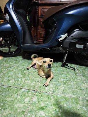 Chó Phốc hươu lai cái trưởng thành đã tiêm