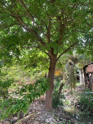 có cây lộc vừng hoành 1m30 ai cần liên hệ mình. Mua bán Cây cảnh, đồ trang trí tại Thành phố Sa Đéc Đồng Tháp được đăng bởi Nhí anh