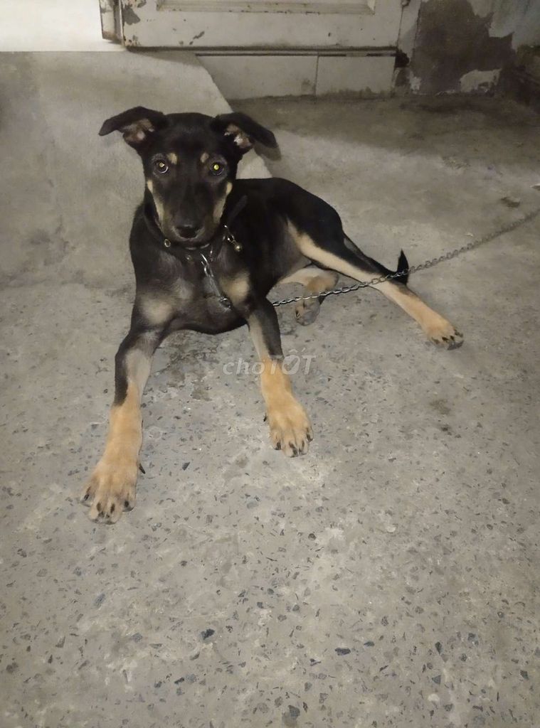 Chó Đen vàng 7 kg. Mua bán Chó tại Huyện Đức Hòa Long An được đăng bởi Hưng Trịnh hình 1