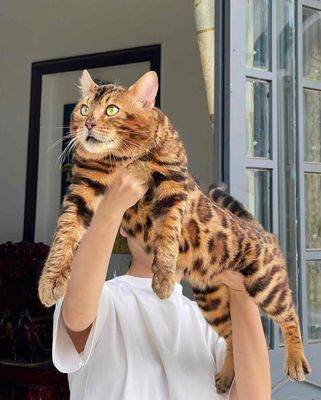 Bengal lai Radoll siêu lạ hiếm. Mua bán Mèo tại Quận 1 Tp Hồ Chí Minh được đăng bởi Kai