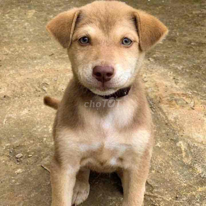 Chó Ápin philippinedog cái 3 tháng. Mua bán Chó tại Quận Tân Phú Tp Hồ Chí Minh được đăng bởi Trần Ngọc Lan hình 1