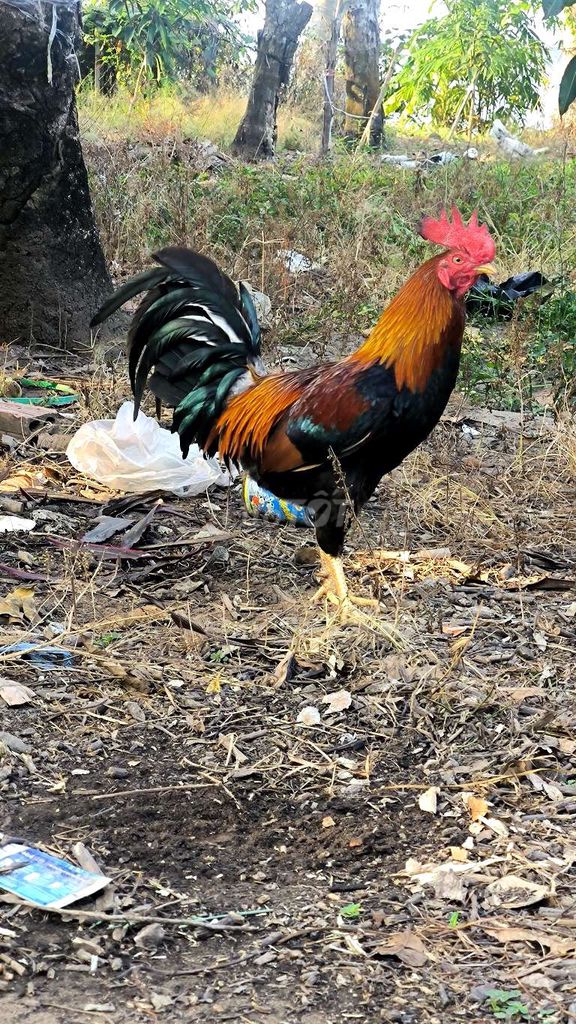 Gà Mỹ Đực 2.9kg tay tốt cự mạnh. Mua bán Gà tại Thành phố Cao Lãnh Đồng Tháp được đăng bởi Đam Mê Đỗ Gà hình 1