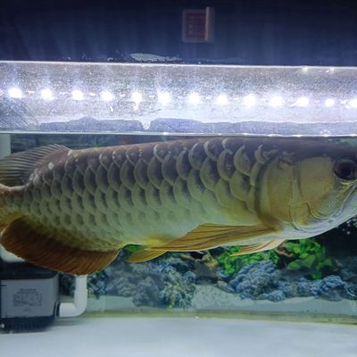 Không có thời gian chăm sóc, tìm chủ mới!. Mua bán Thú cưng khác tại Quận 7 Tp Hồ Chí Minh được đăng bởi huy