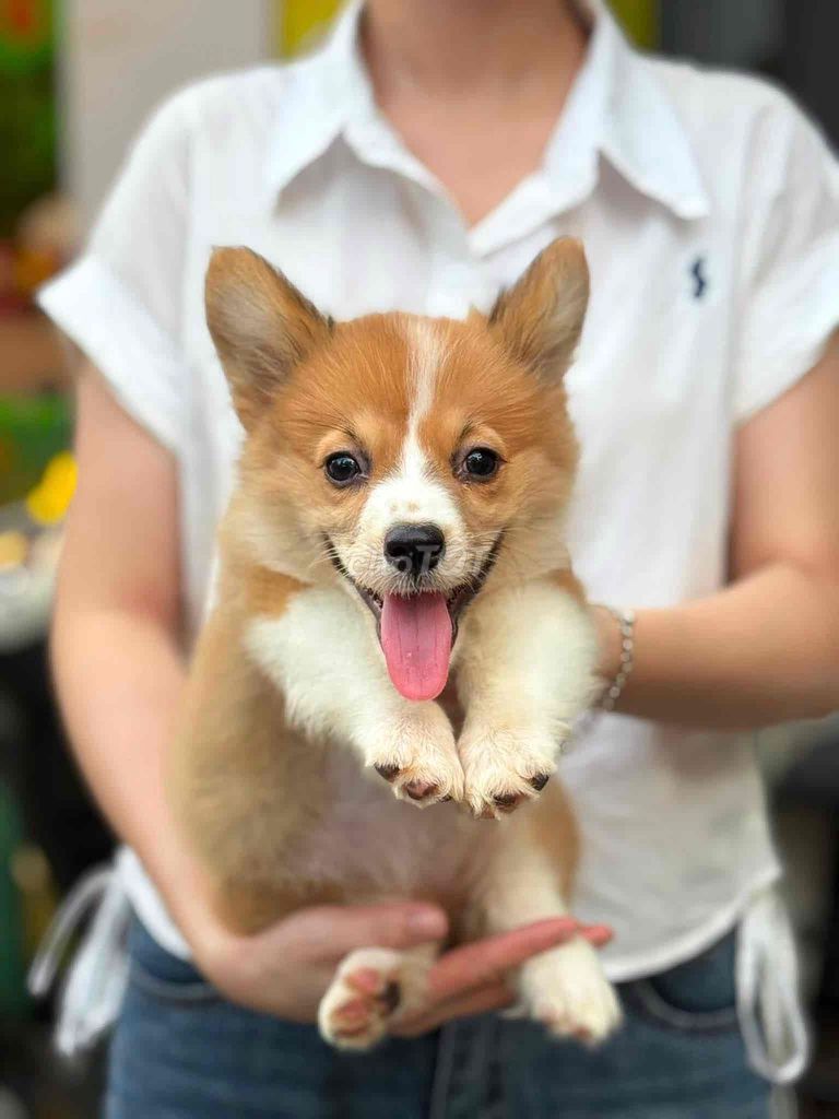 Chó Corgi Vàng trắng 2 tháng Đà Nẵng. Mua bán Chó tại Quận Thanh Khê Đà Nẵng được đăng bởi Thy Thy hình 1