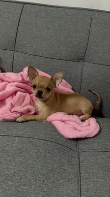 Chihuahua đực