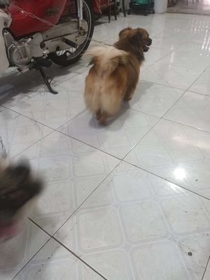 Chó cái đốm