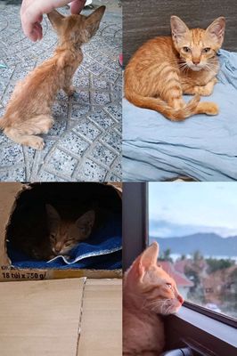 Cần tìm chủ cho bé mèo cam
