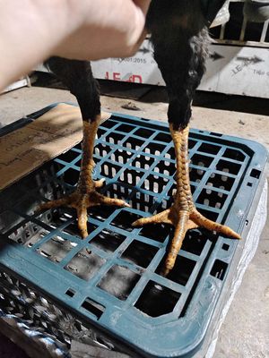 hầu mang tai tốc độ. Mua bán Gà tại Huyện Đan Phượng Hà Nội được đăng bởi Nam Duyên