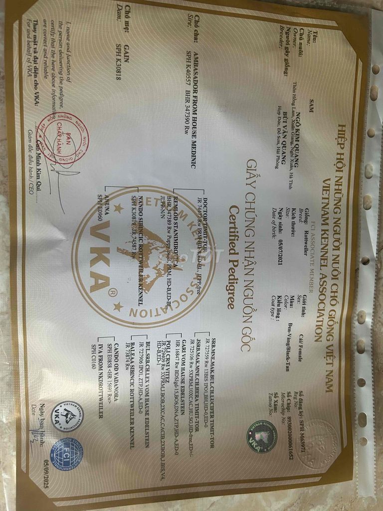 chó rottweiler thuần chủng giới tính cái. Mua bán Chó tại Huyện Long Thành Đồng Nai được đăng bởi NKQ hình 2