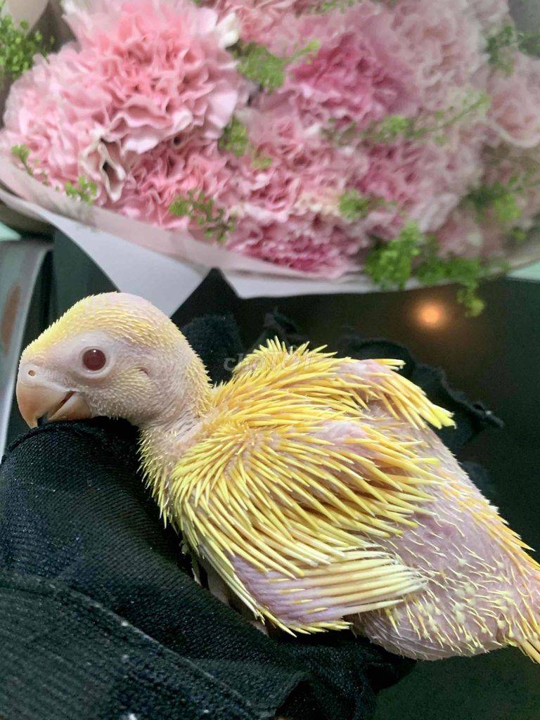 vẹt Ringneck. Mua bán Chim tại Quận Gò Vấp Tp Hồ Chí Minh được đăng bởi Huynh Anh hình 1