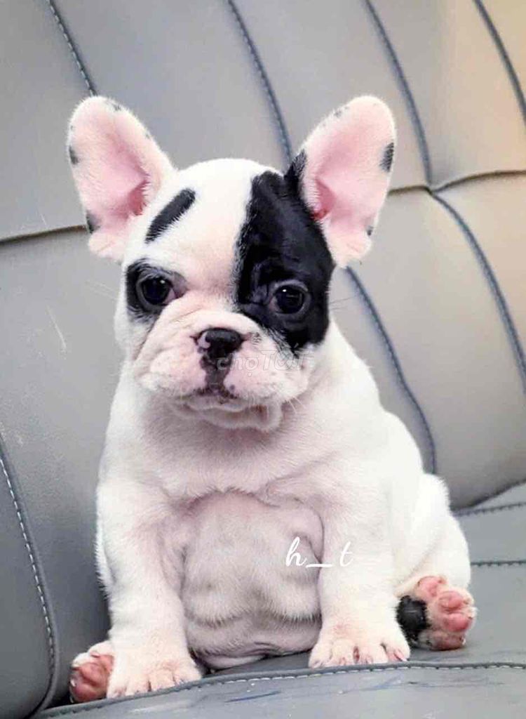 bull vip shortbody🥰🥰. Mua bán Chó tại Quận Bình Tân Tp Hồ Chí Minh được đăng bởi huỳnh thật  hình 2