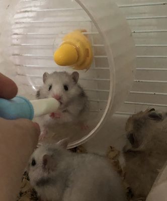 Chuột cảnh hamster dễ thương