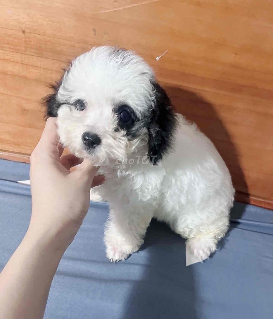❤️ POODLE CÁI TRẮNG PARTY BÒ SỮA SIZE TINY ❤️. Mua bán Chó tại Huyện Hóc Môn Tp Hồ Chí Minh được đăng bởi Chang hình 1