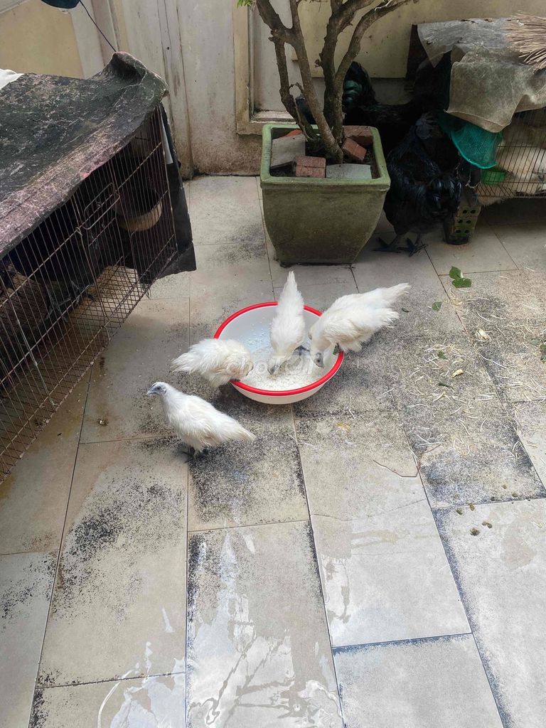 Gà ác cả hai màu Trắng. Mua bán Gà tại Thành phố Thủ Đức Tp Hồ Chí Minh được đăng bởi Thành hình 1