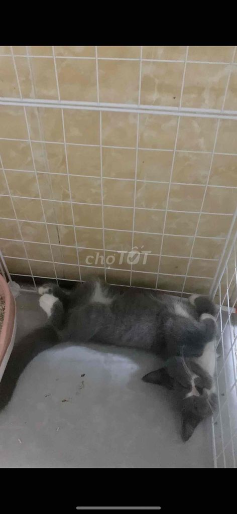 Mèo anh lông ngắn màu xám 3 tháng 1kí hơn