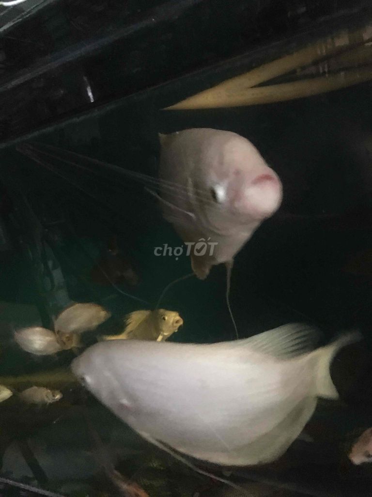 thanh lý để lấy hồ. Mua bán Thú cưng khác tại Quận Bình Tân Tp Hồ Chí Minh được đăng bởi cây nha đam hình 1